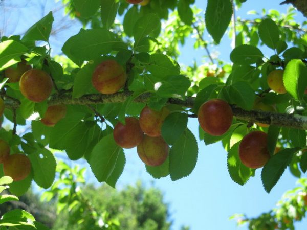 Fruit Araucania Professional Immigration Consultancy
